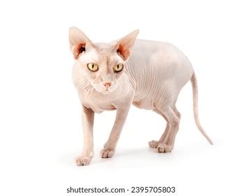 nude cat|15,547 Naked Cat Images, Stock Photos, and Vectors